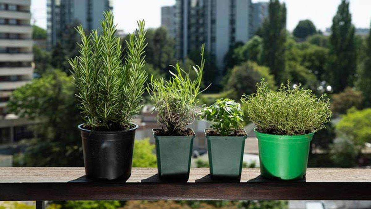 como tener plantas aromaticas en casa para cocinar cultivo riego cuidados