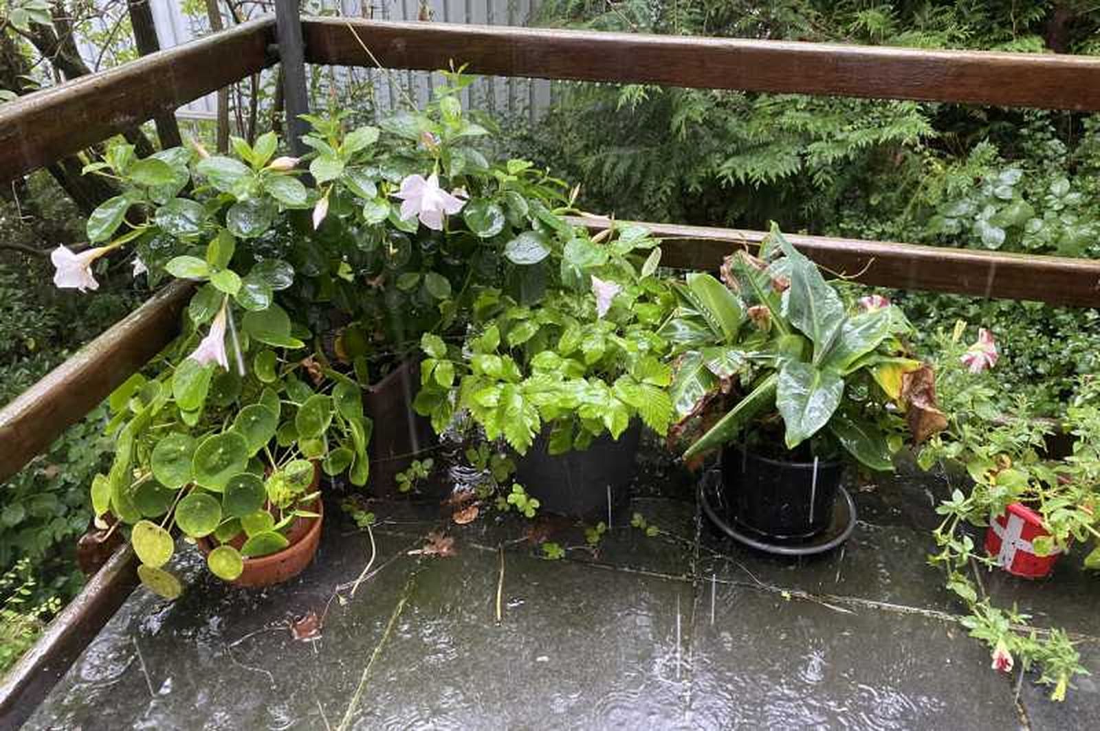 Junta las plantas Junta las plantas