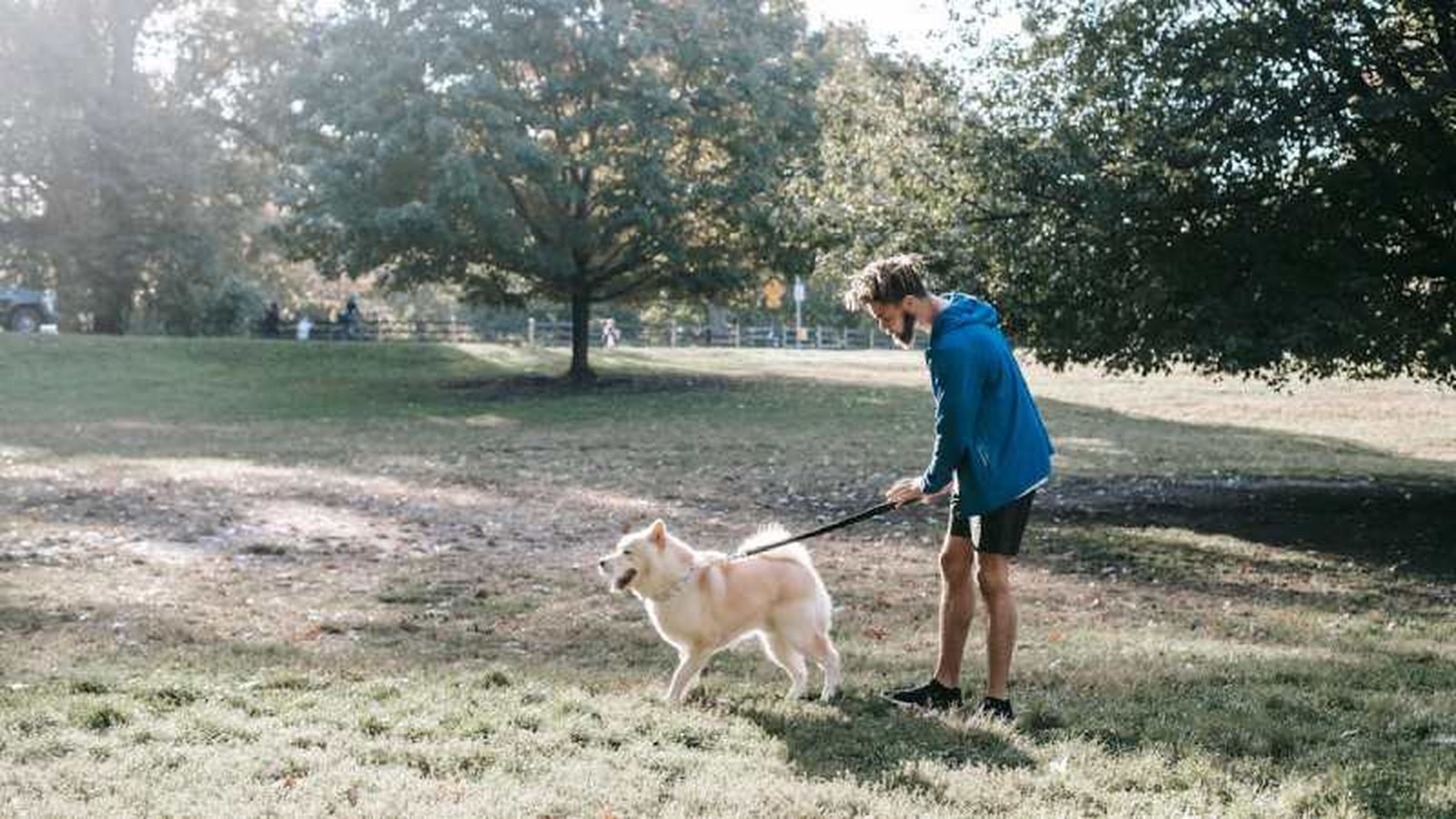 El tiempo que hay que esperar para sacar a un perro a pasear después de comer El tiempo que hay que esperar para sacar a un perro a pasear después de comer