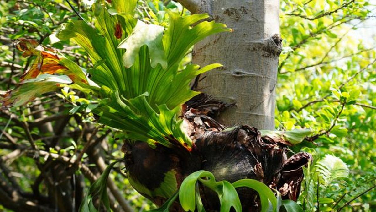 planta epifita helecho polypodium polycarpon