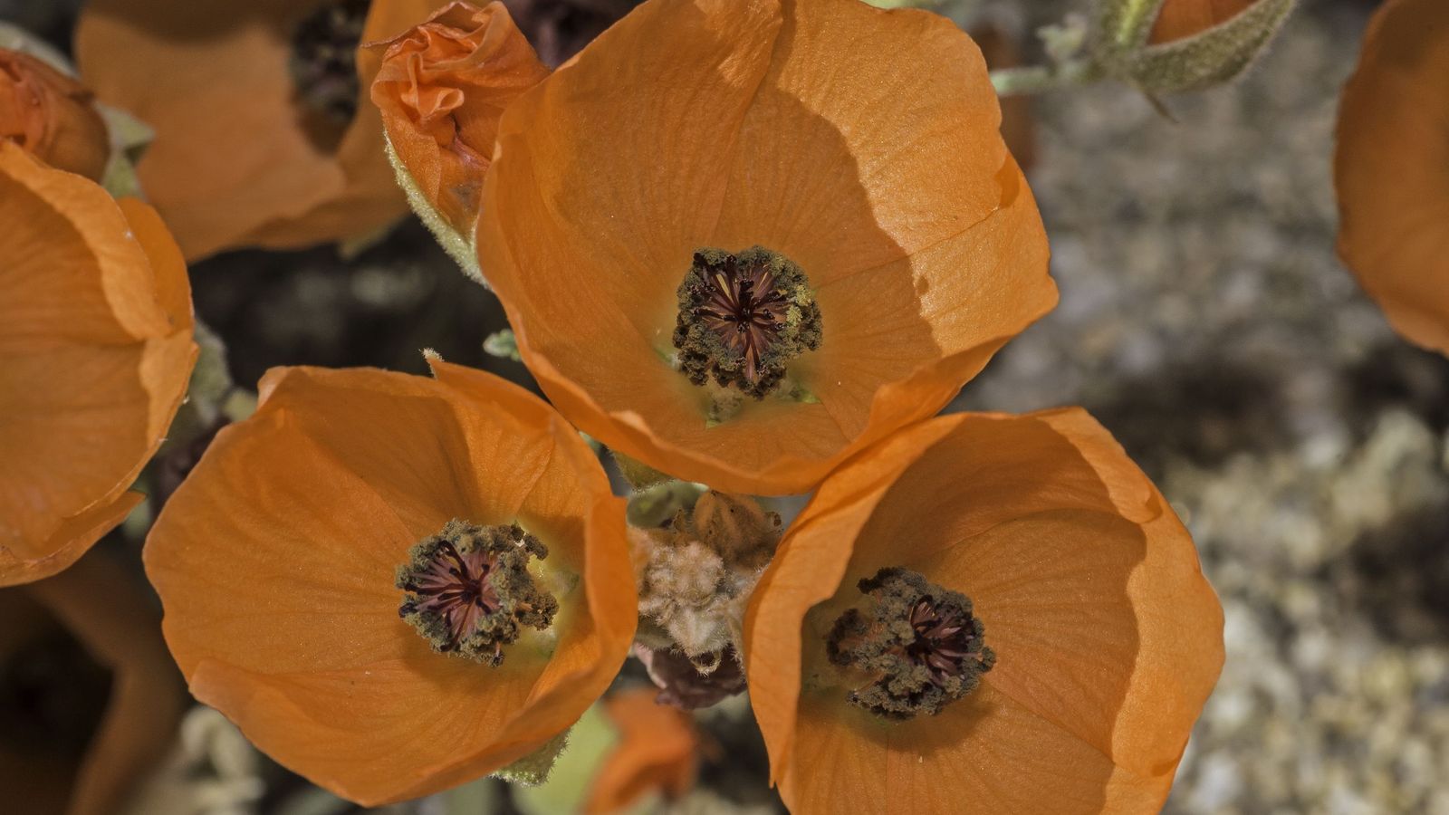 Crecen en racimos cerca de las puntas de los tallos
