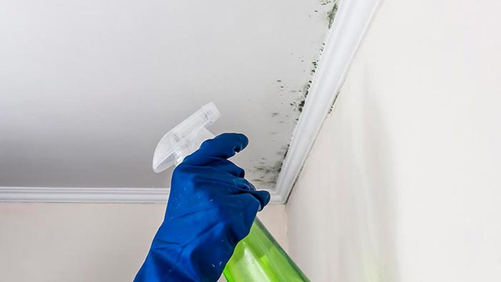 Limpieza de techo y pared con moho Limpieza de techo y pared con moho