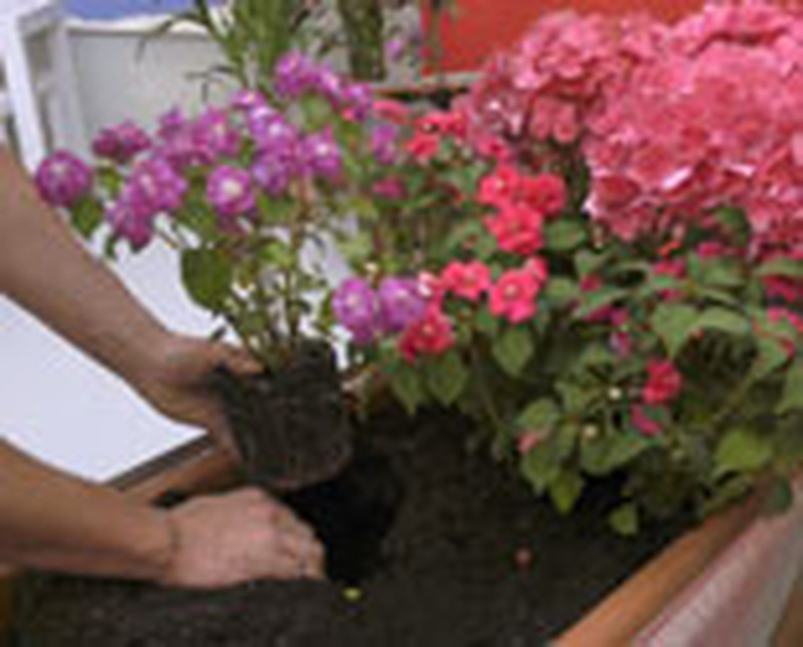93505 alegria guineana p04 93505 alegria guineana p04