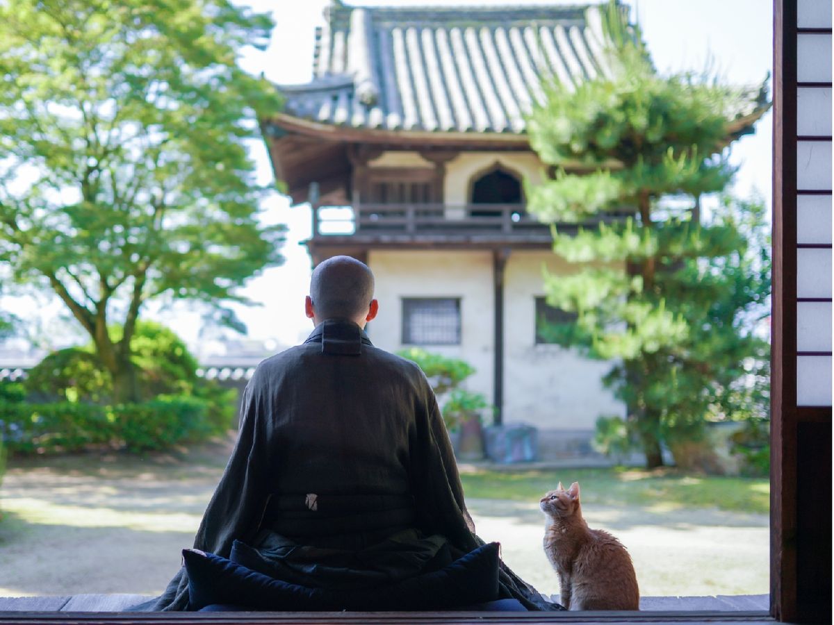 Los nombres cortos y agudos son los que mejor suelen funcionar con los gatos