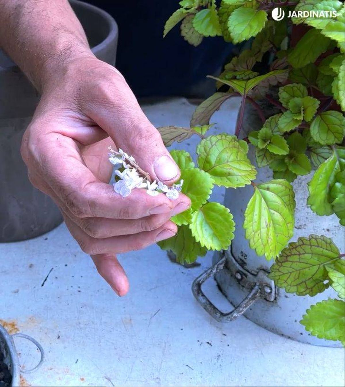 flor plantade dinero jardinatis 52