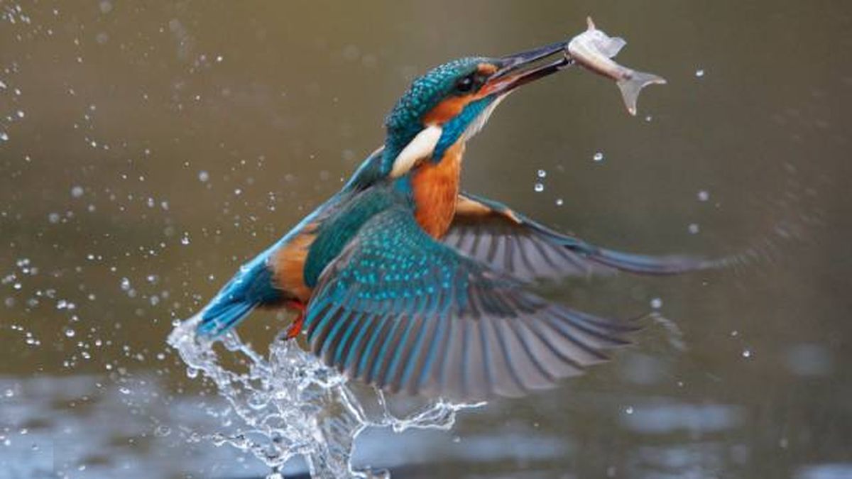 animales que empiezan por M martin pescador