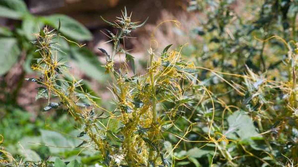 dodder genero cuscuta