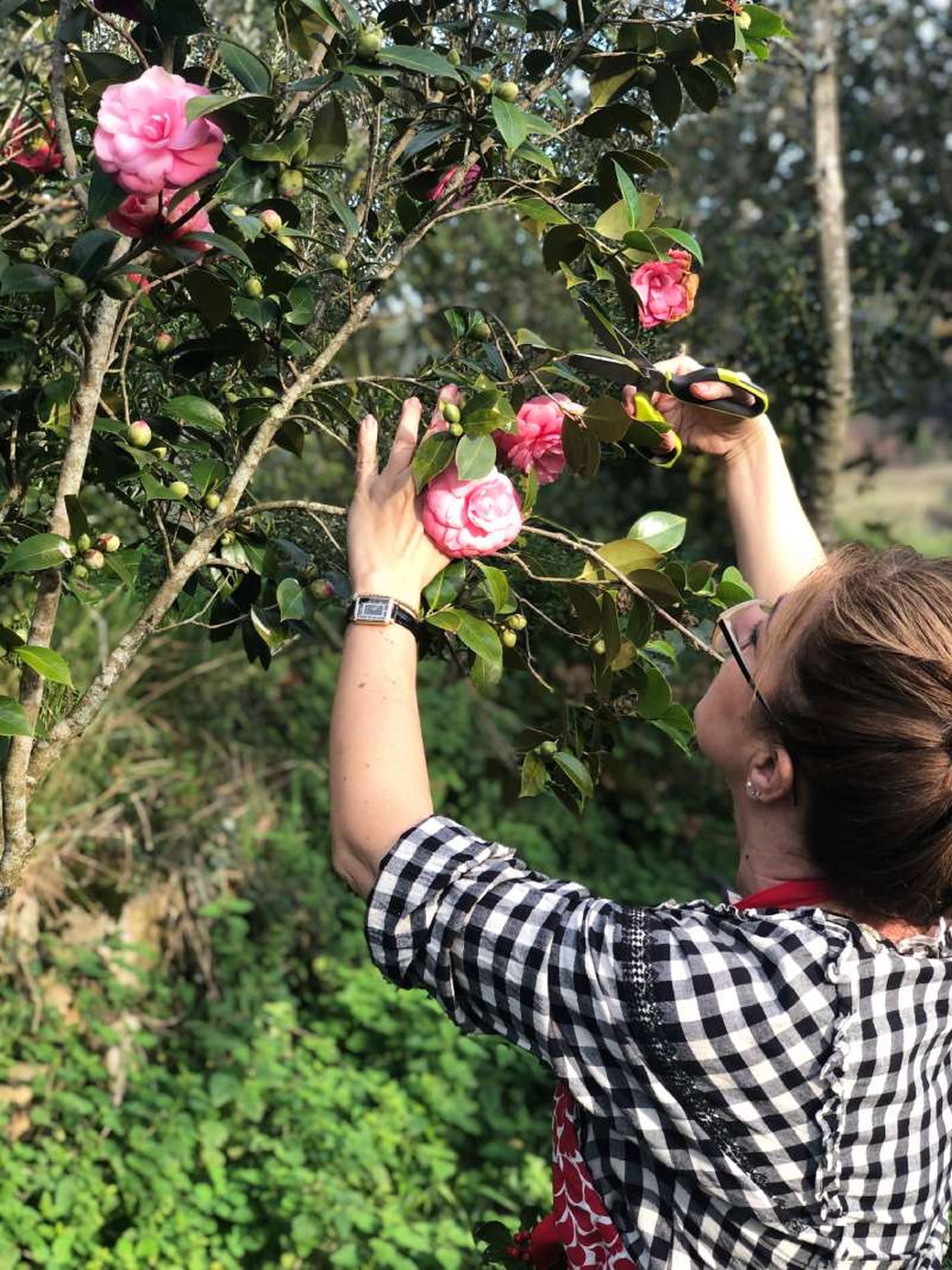 Cortar camelias para hacer la corona navideña rústica. Cortar camelias para hacer la corona navideña rústica.