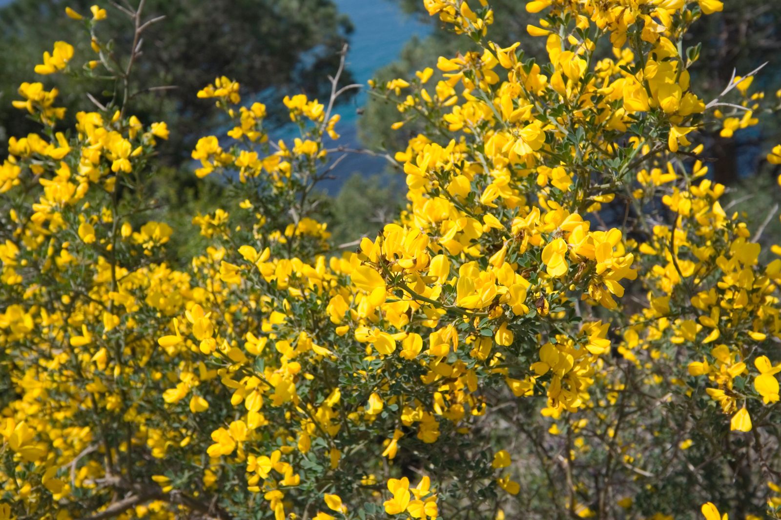 genista xl
