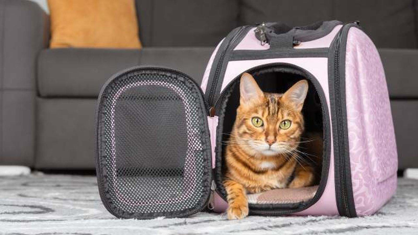 como acostumbrar al gato al transportin como acostumbrar al gato al transportin