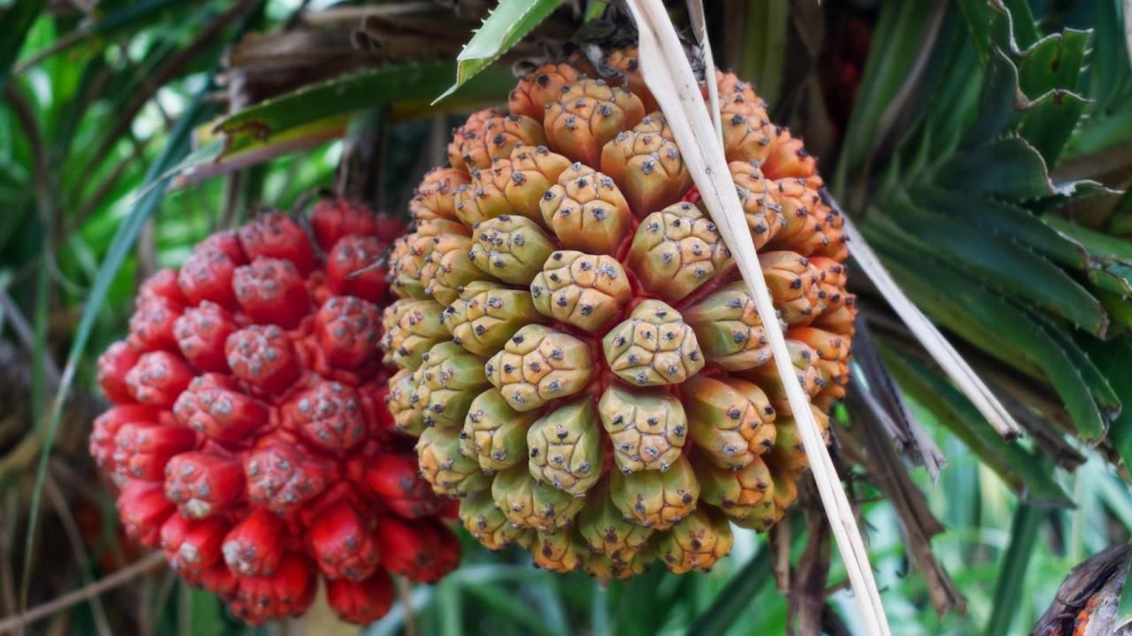 Fruta hala, fruta tropical Fruta hala, fruta tropical