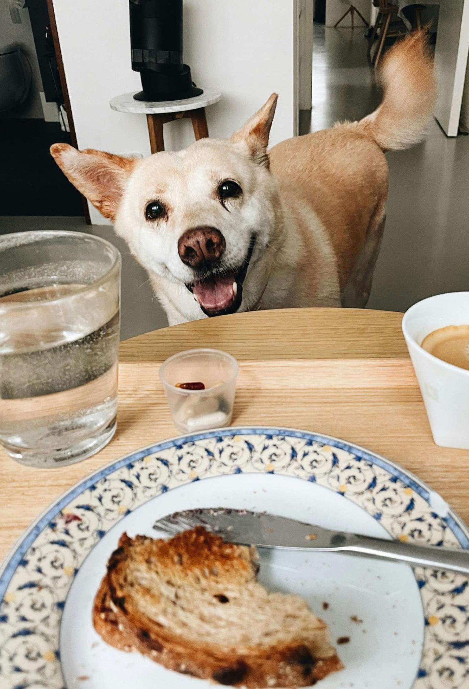 Perro mirando una tostada Perro mirando una tostada