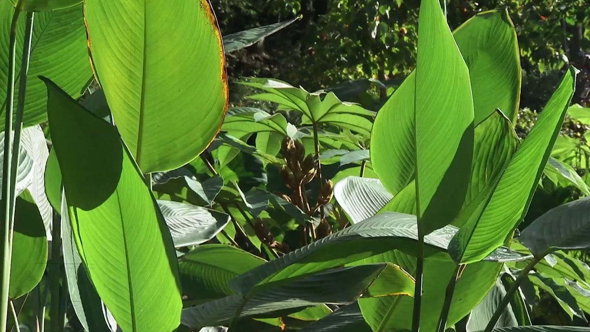 deco 751 jardin plantas Thalia dealbata