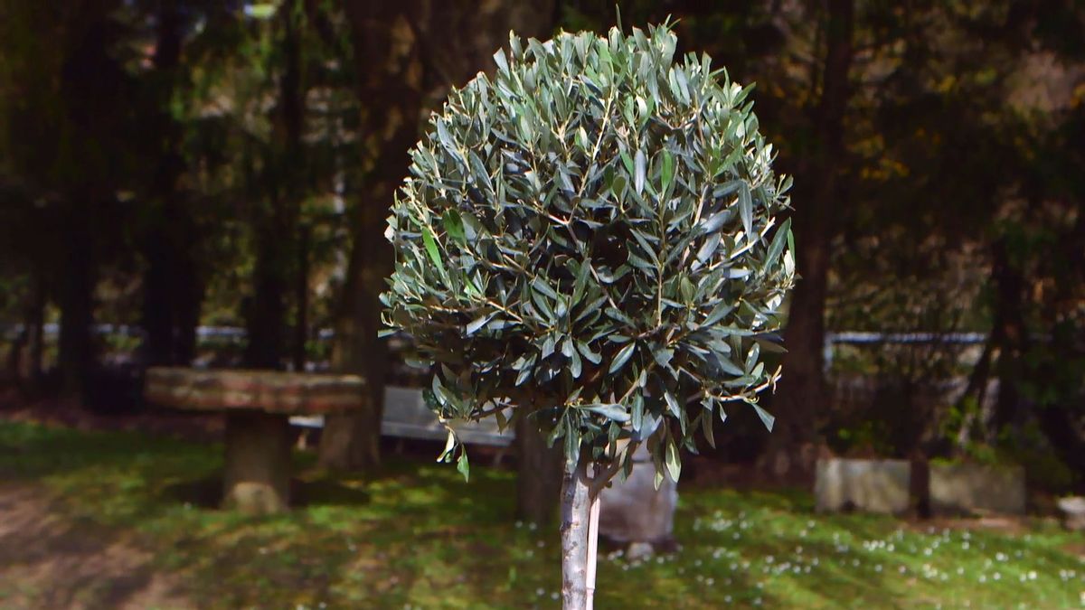 brico 0910 3 sanear olivo despues