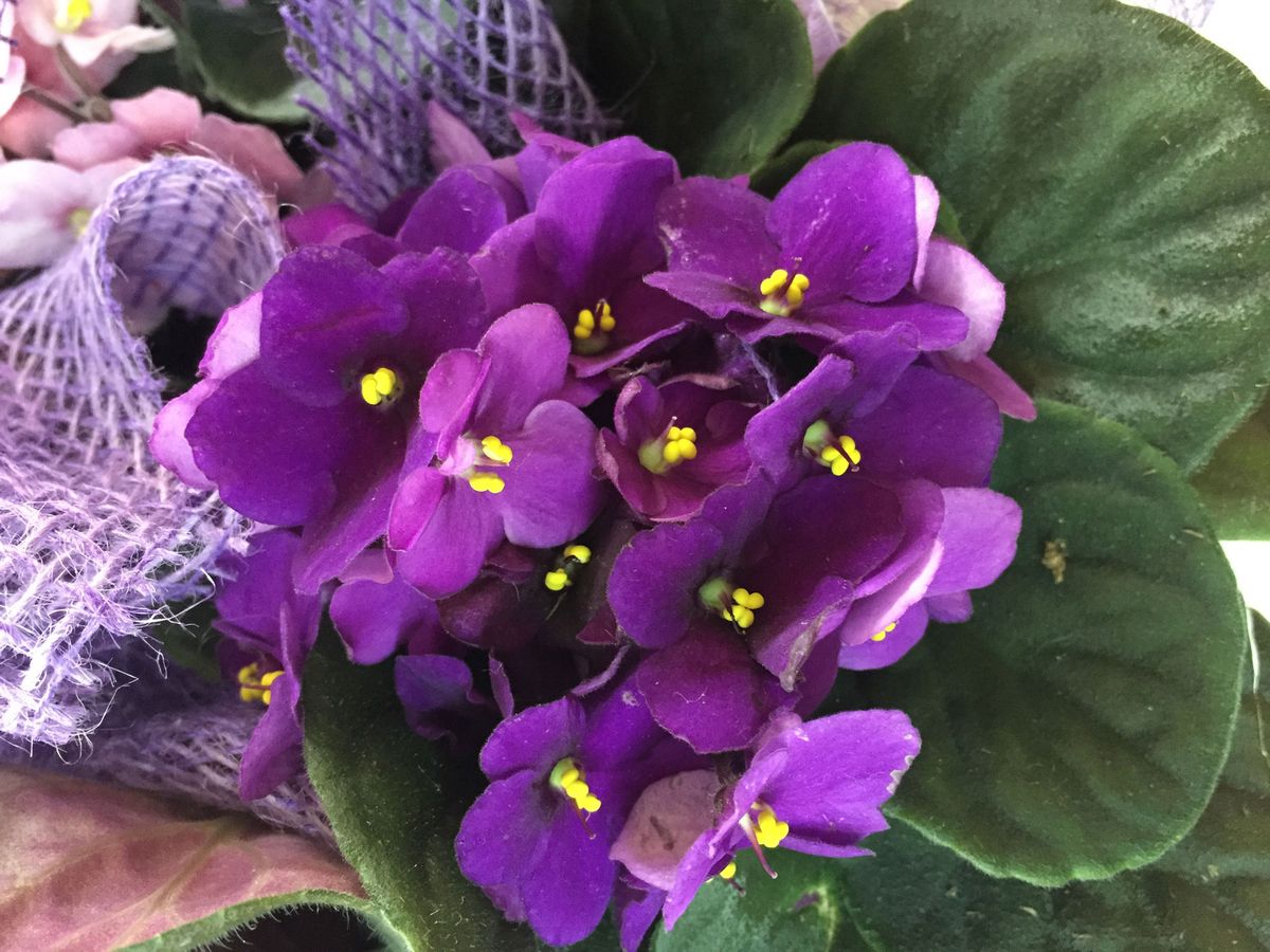 violeta africana tonos morados