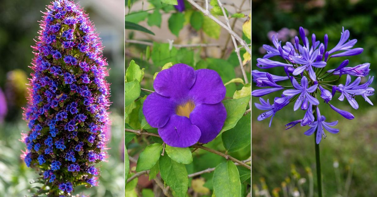 Arbusto Con Flores Lilas () Arbusto Con Flores Lilas