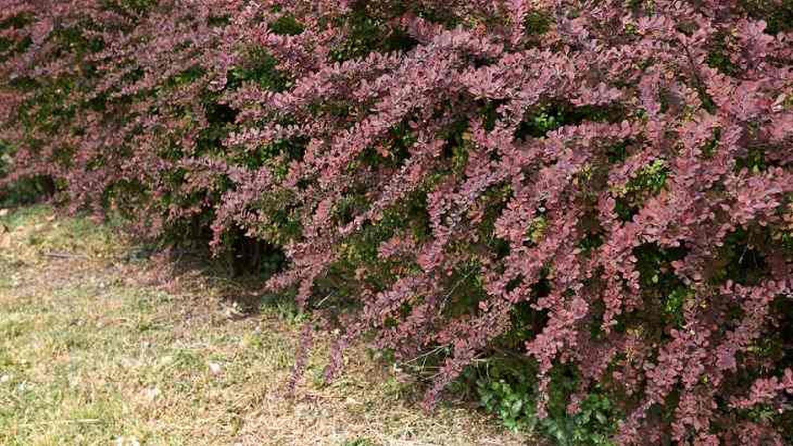 arbusto berberis agracejo rojo berberis thunbergii arbusto berberis agracejo rojo berberis thunbergii