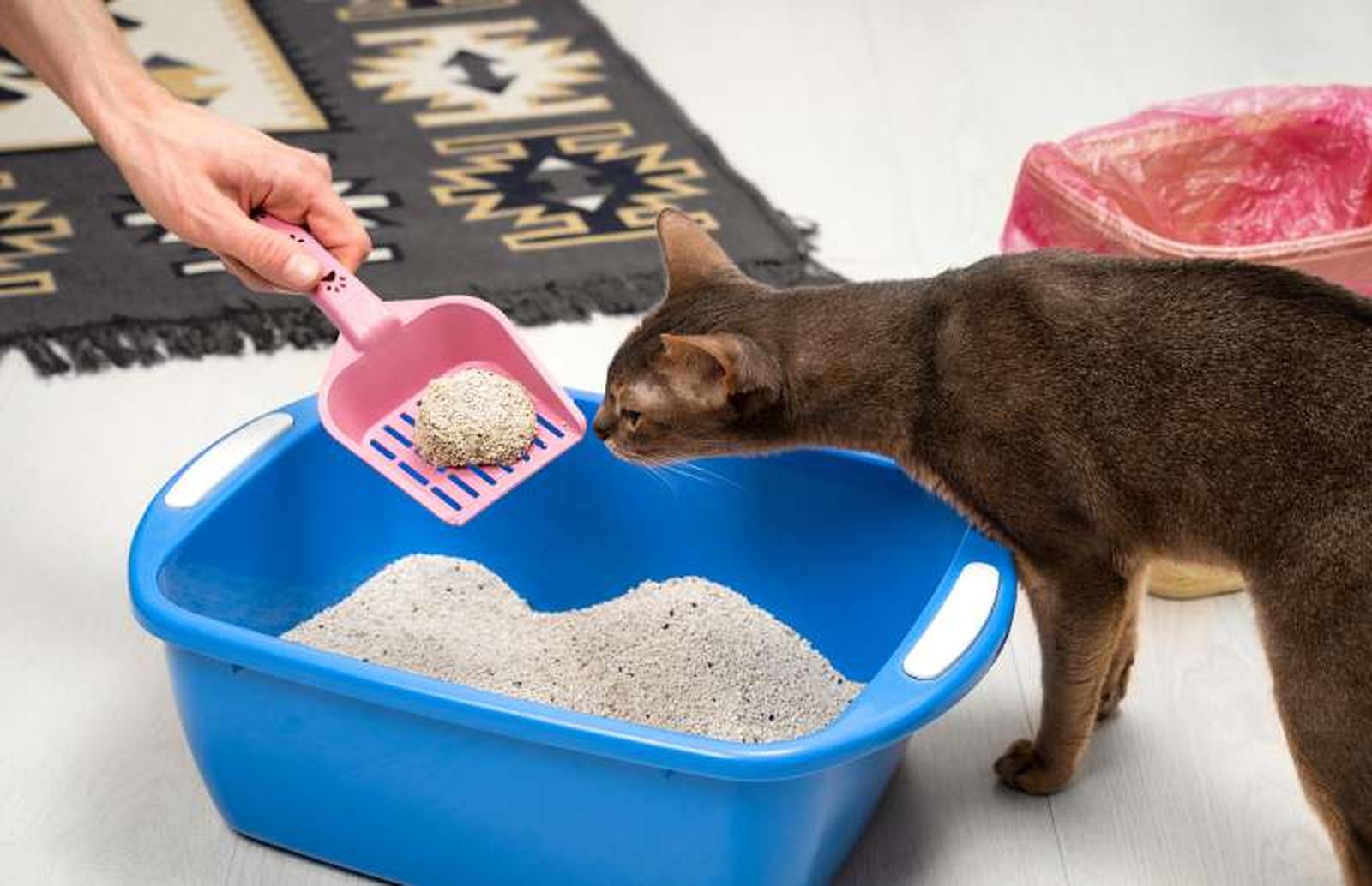 Es fundamental recoger los desechos del gato a diario Es fundamental recoger los desechos del gato a diario