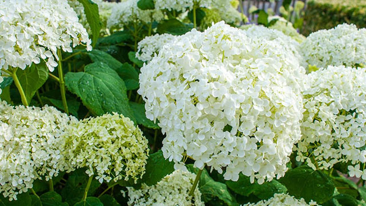 hydrangea arborescens annabelle
