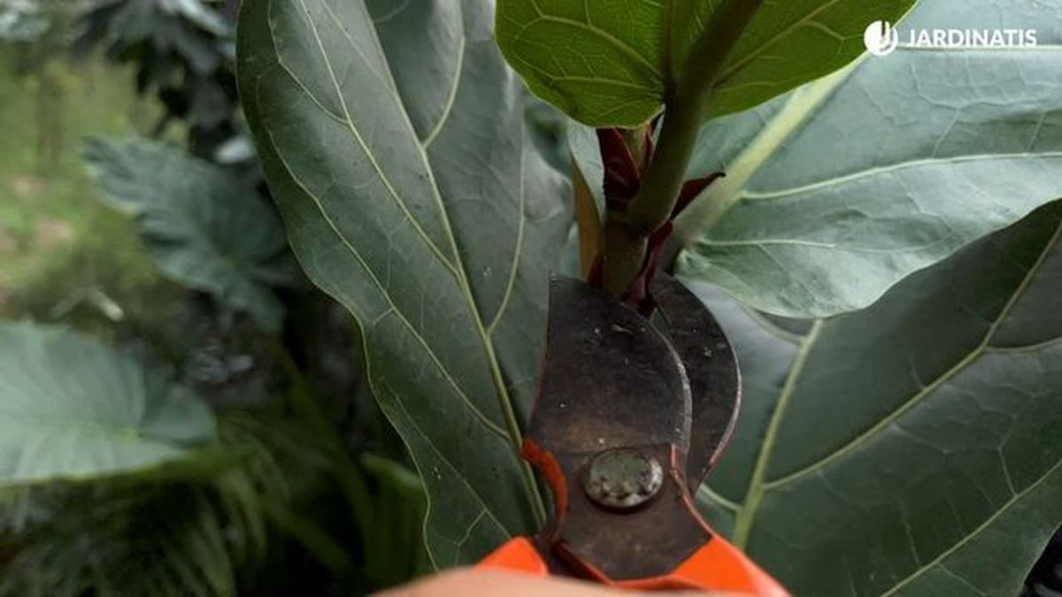 como ramificar ficus lyrata jardinatis 23 29