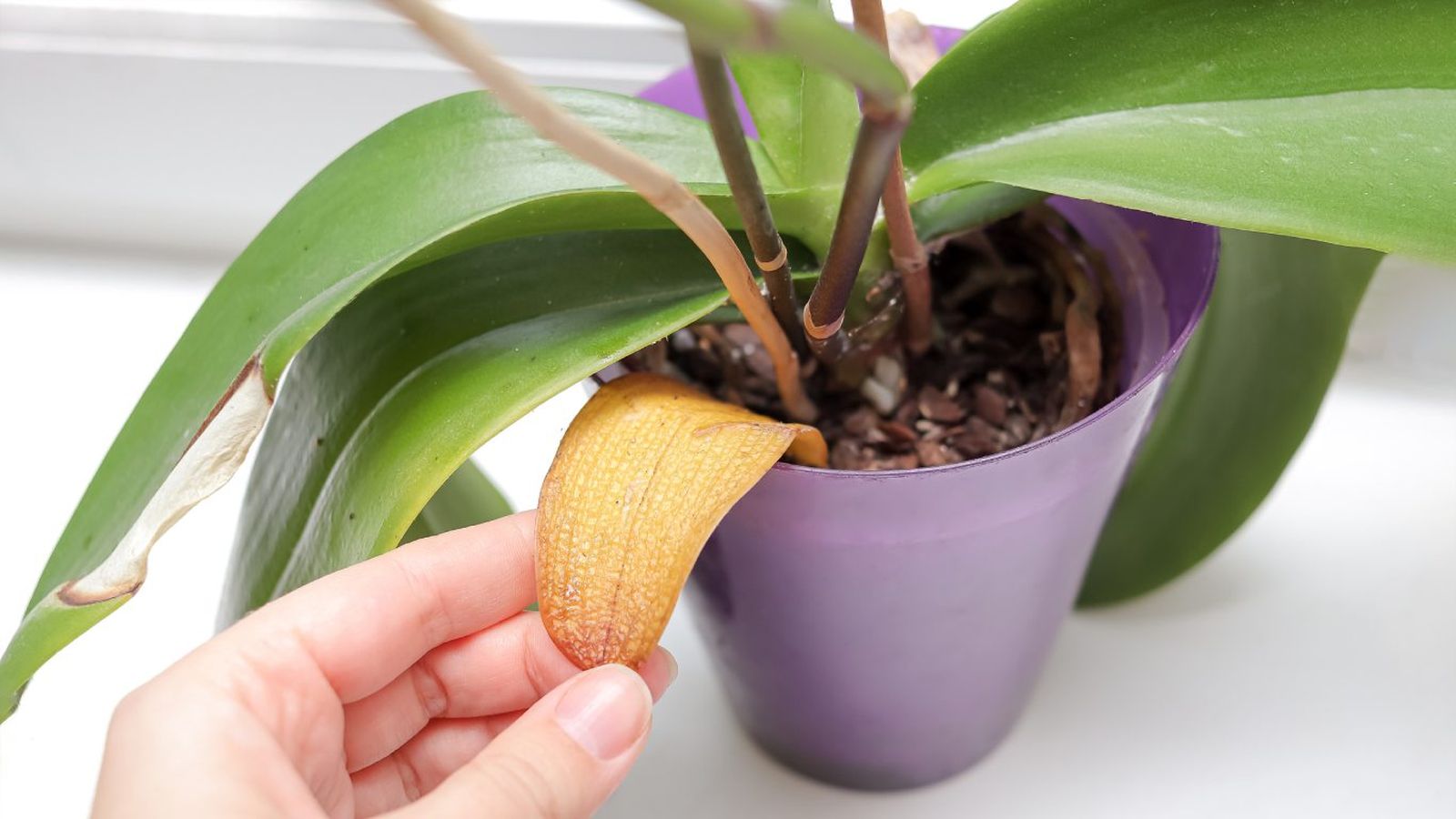 Las orquídeas pueden secarse por varias causas relacionadas con su cuidado y ambiente.