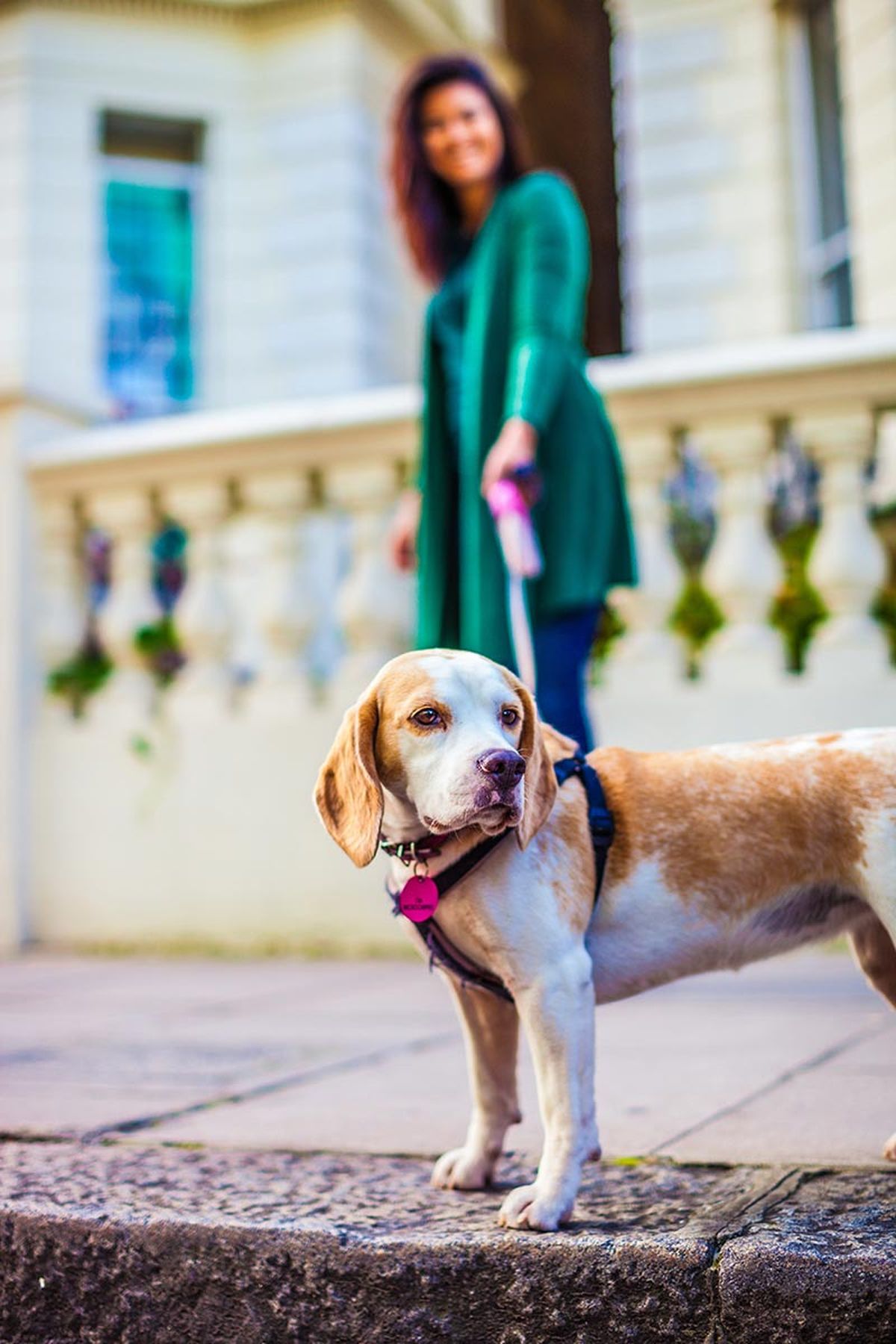 mascotas perros ciudad7