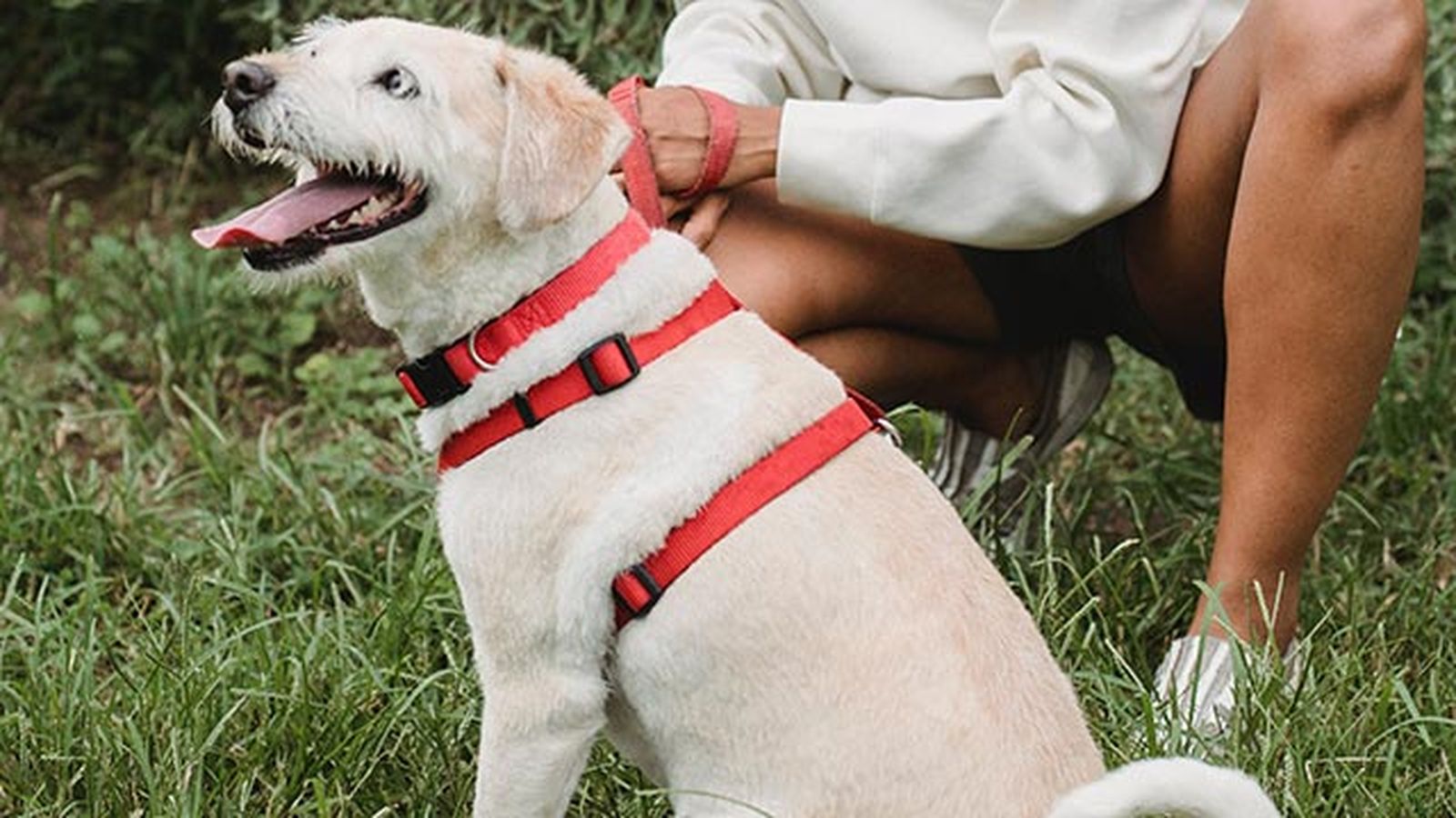 elegir collar arne perro 3 elegir collar arne perro 3