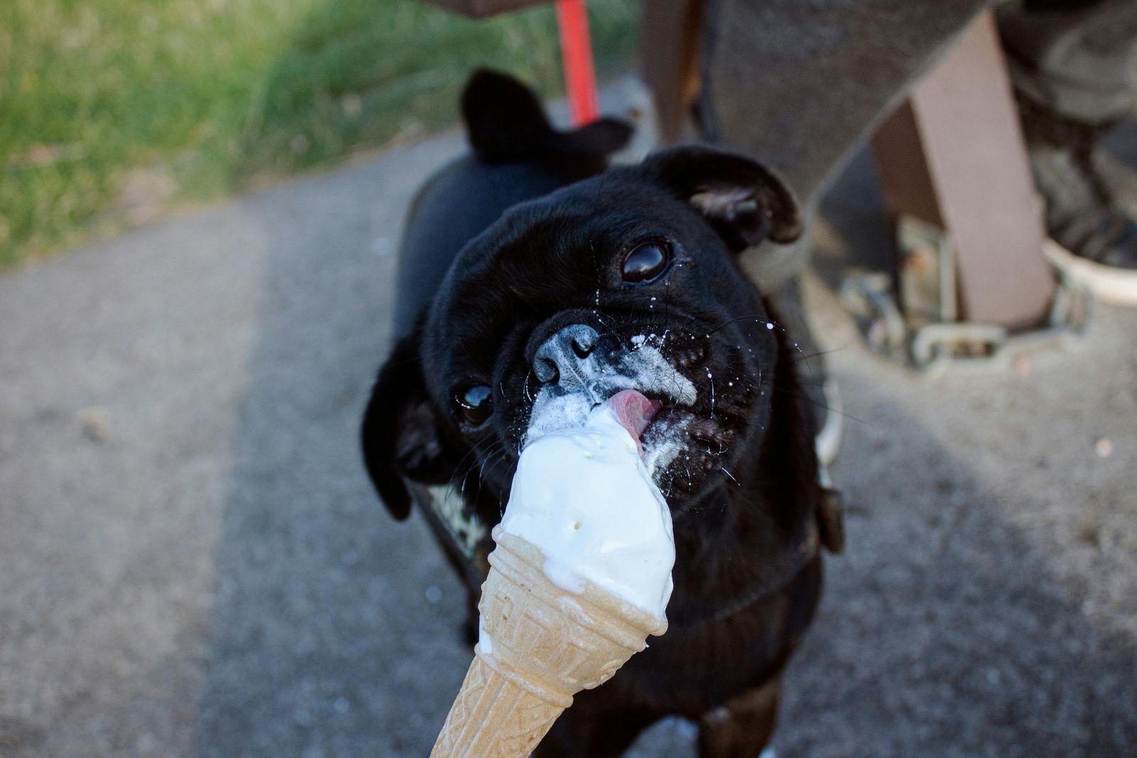 Perro comiendo un helado