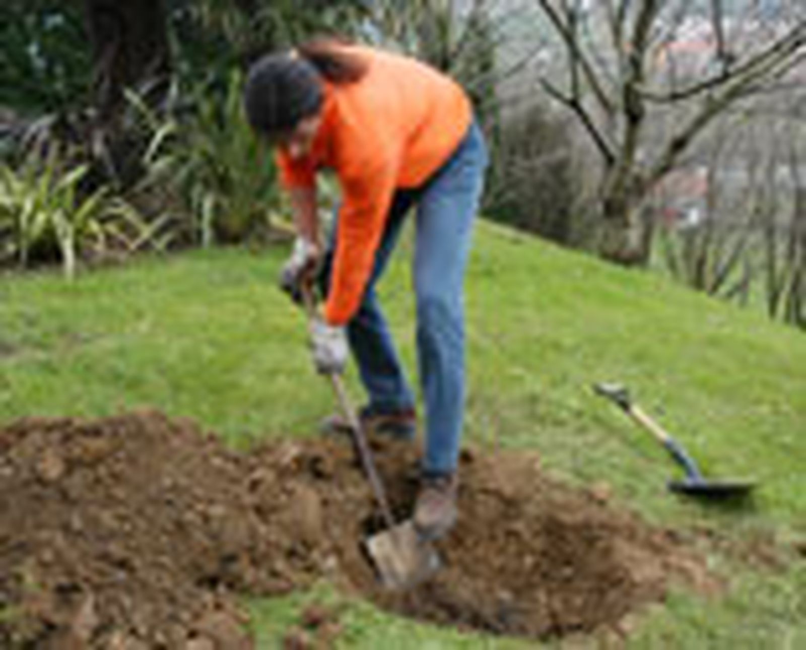 325 plant plam p03 325 plant plam p03