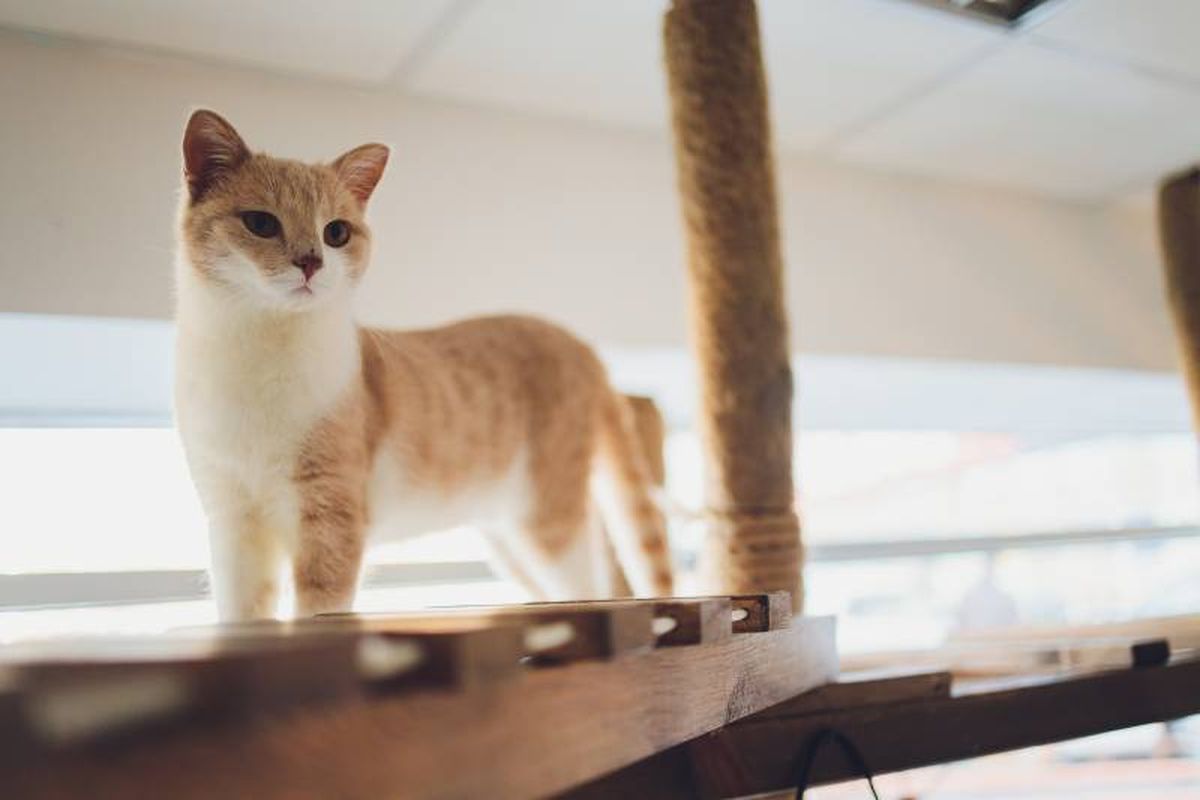 El gato Munchkin puede ser mediano o grande y es bastante musculoso.