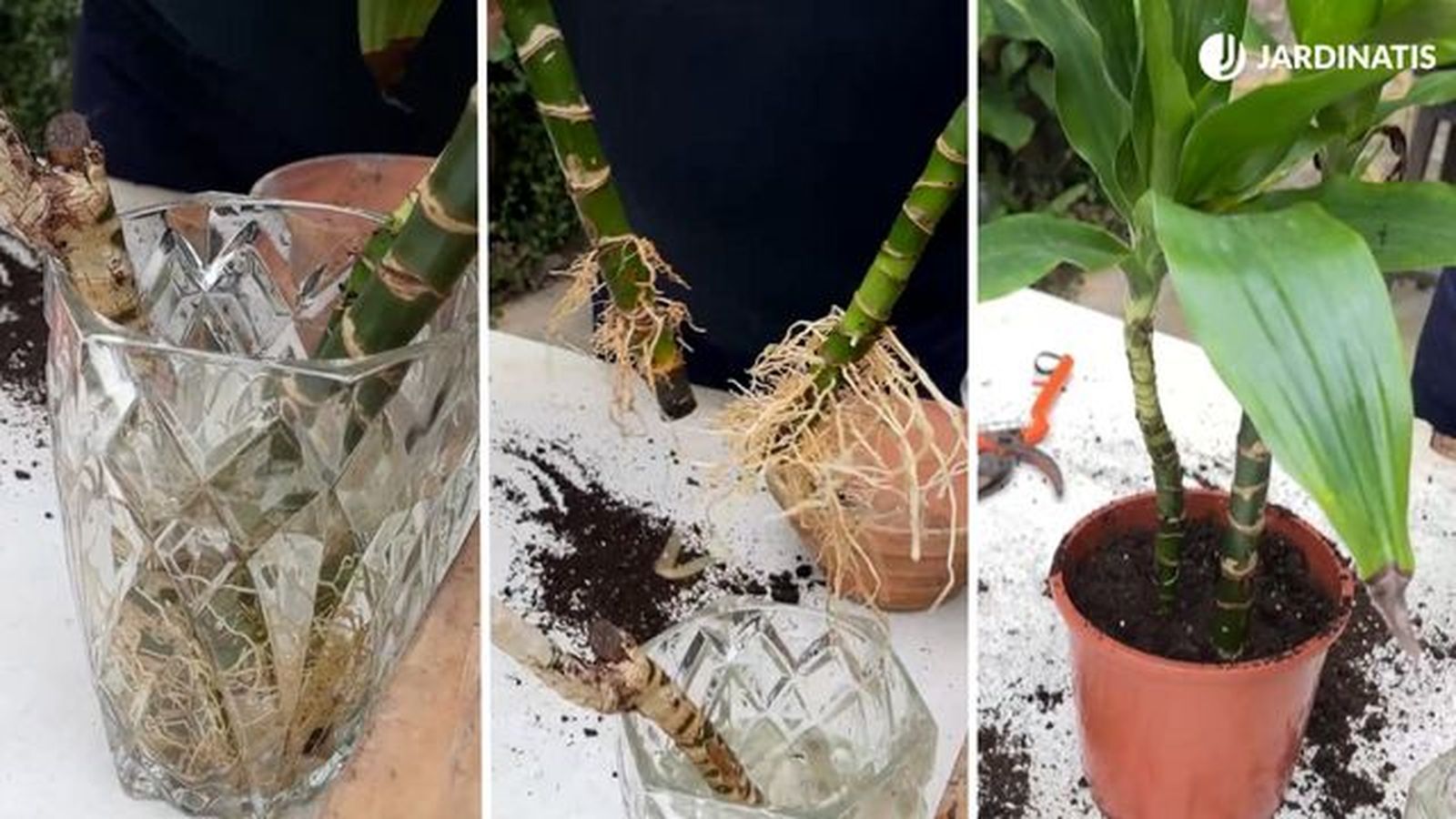 propagar reproducir tronco de brasil en agua jardinatis 23 37 propagar reproducir tronco de brasil en agua jardinatis 23 37