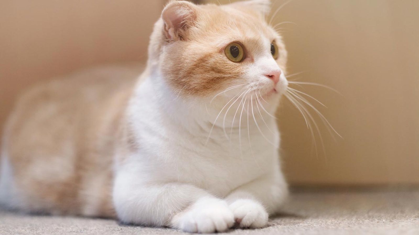 gato munchkin