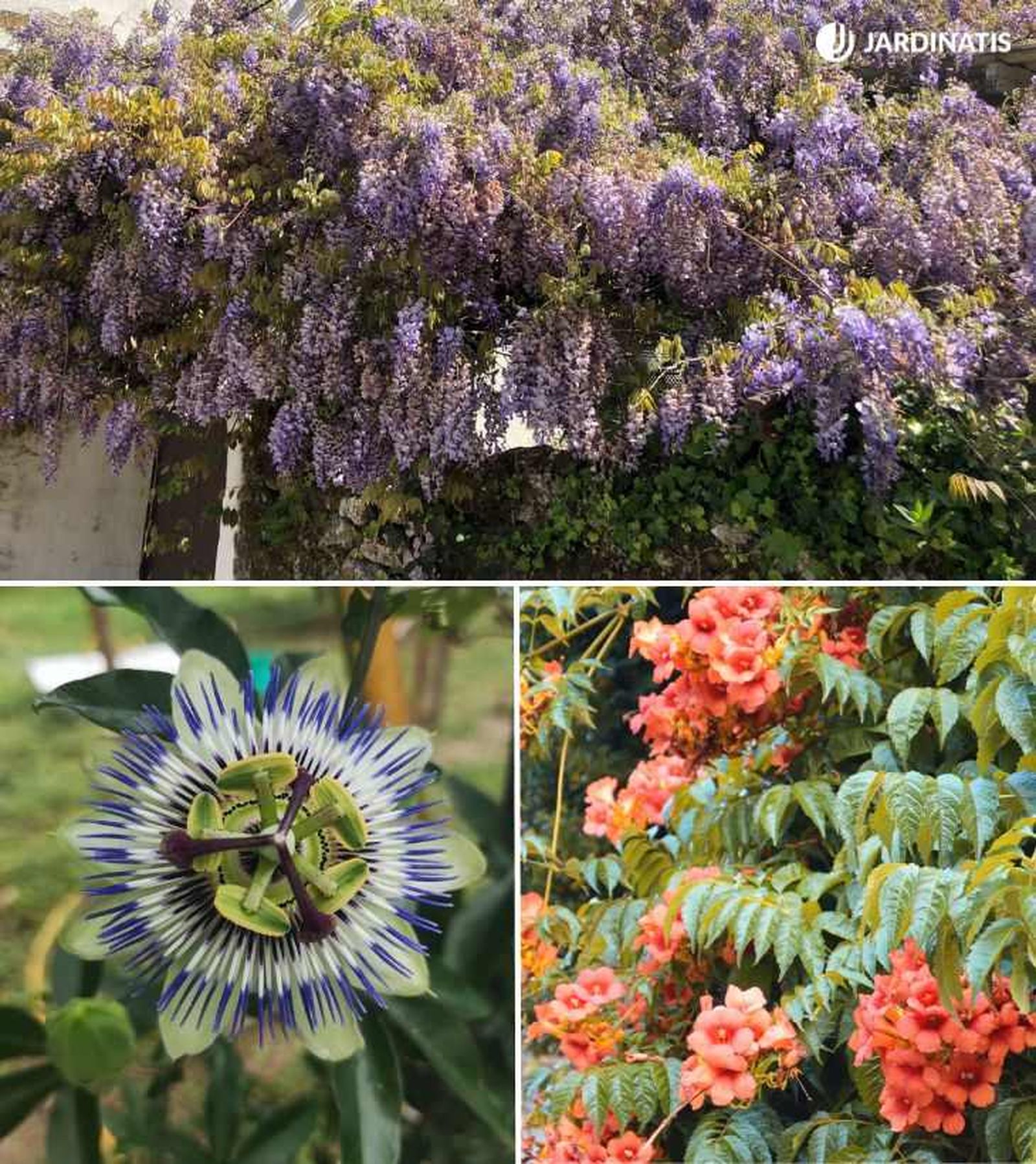 De arriba a abajo: Glicinia, flor de la pasión y bignonia / Fotos: Hogarmania De arriba a abajo: Glicinia, flor de la pasión y bignonia / Fotos: Hogarmania