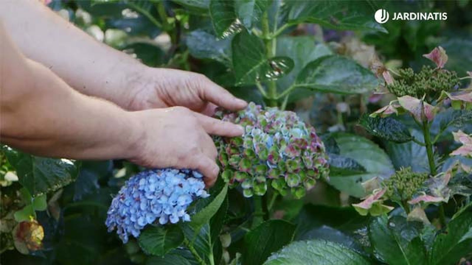 hortensia magical flor de otono jardin brico 923