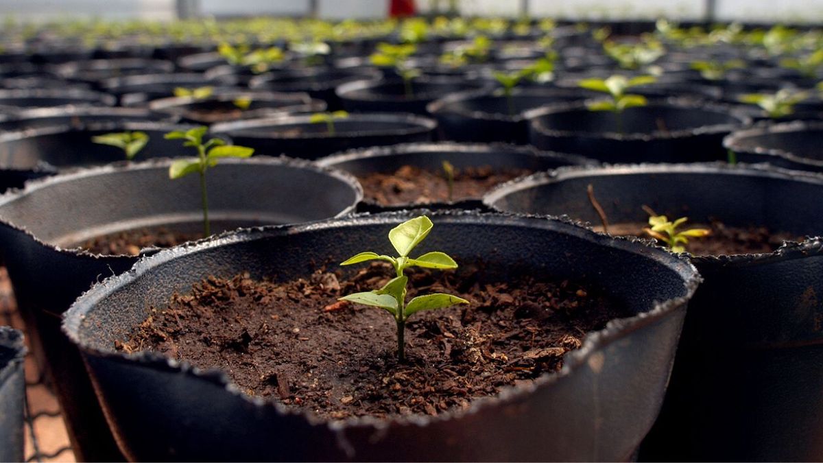 Iniciación al huerto en macetas con semillas