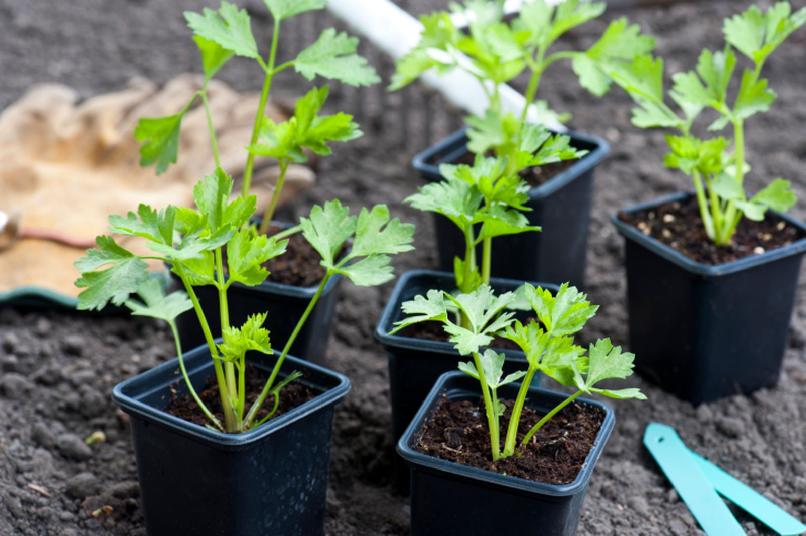 Cómo cultivar apio Cómo cultivar apio