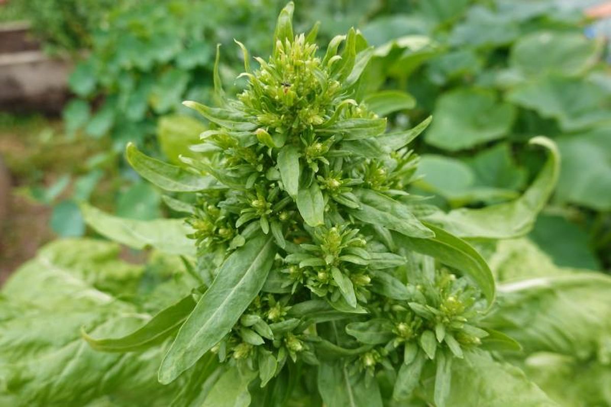 Acelga que ha florecido