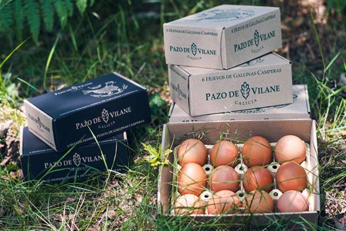 Mejores huevos frescos de supermercado 2024 según la OCU