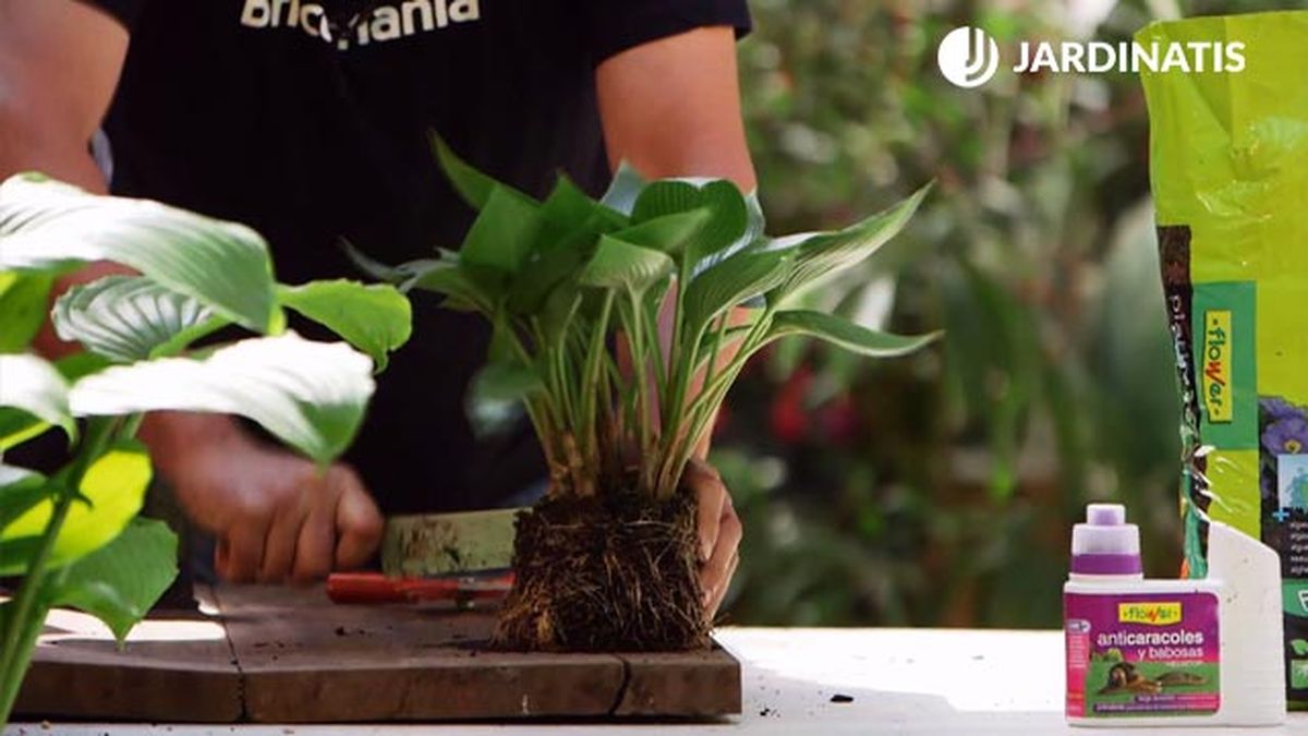 brico 0913 3 reproduccion cuidados hostas reproduccion paso 1