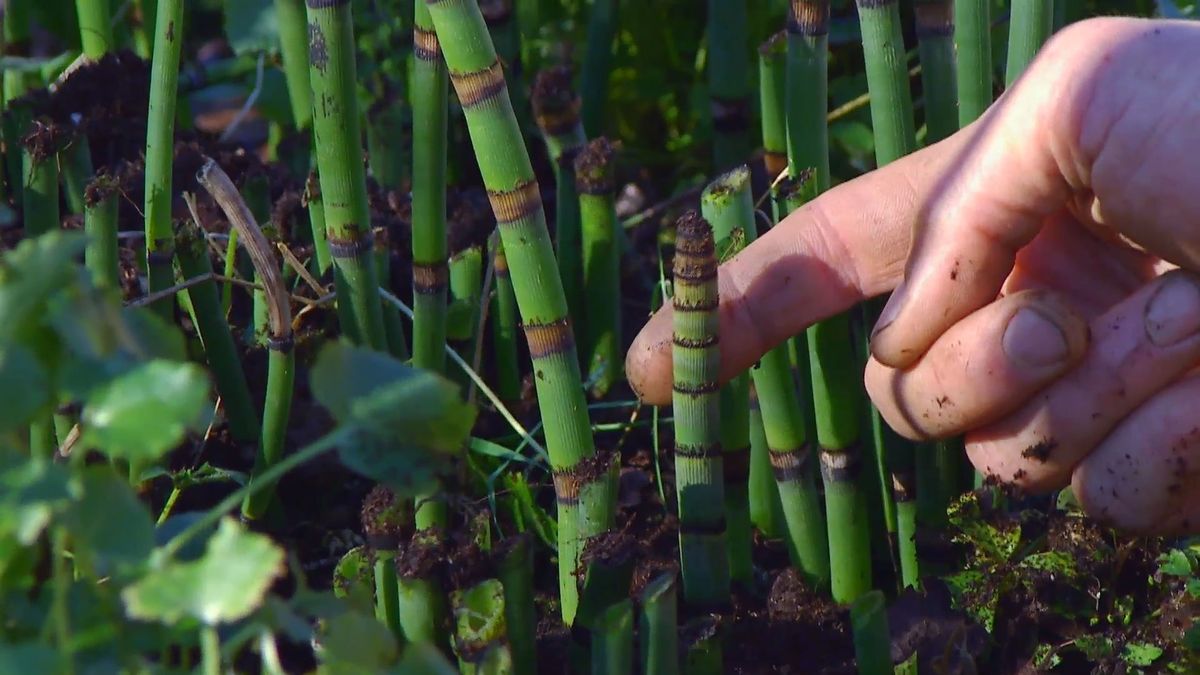 decogarden 0648 jardineria poda cola caballo nuevos brotes