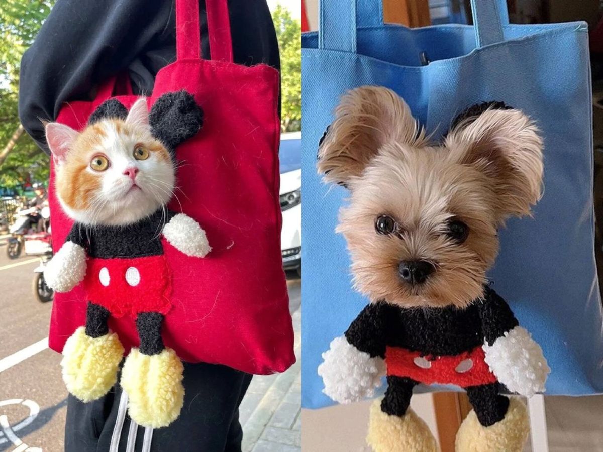 Asegúrate de que tu mascota se sienta cómoda en todo momento / Fotos: Pinterest