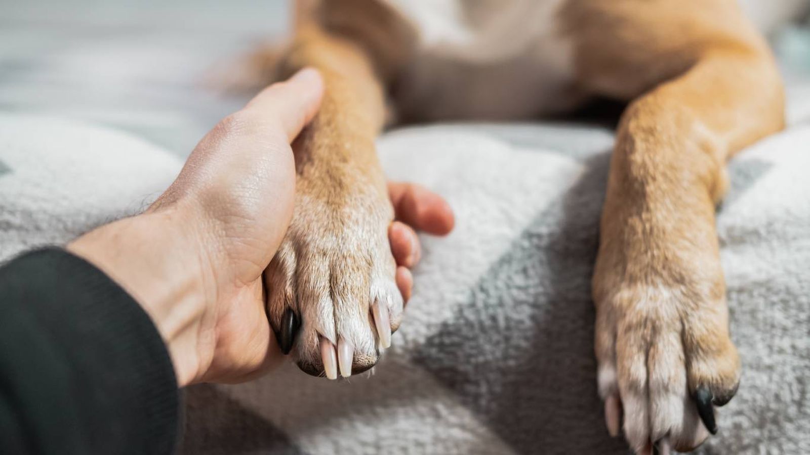 ¿Puedo volar con mi perro de servicio o apoyo emocional?