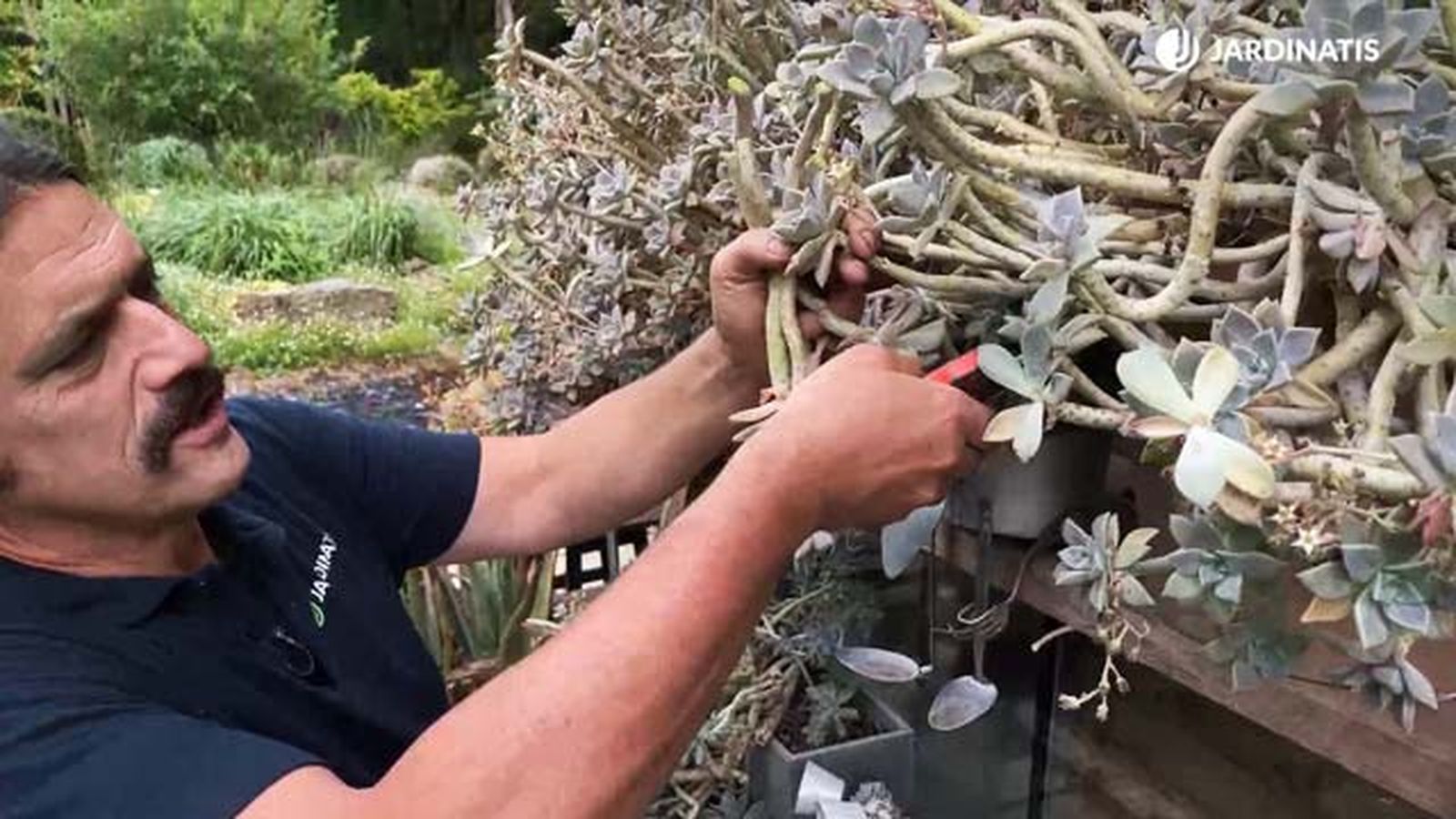 reproducir graptopetalum paraguayense esqueje de tallo jardinatis 22 19 reproducir graptopetalum paraguayense esqueje de tallo jardinatis 22 19