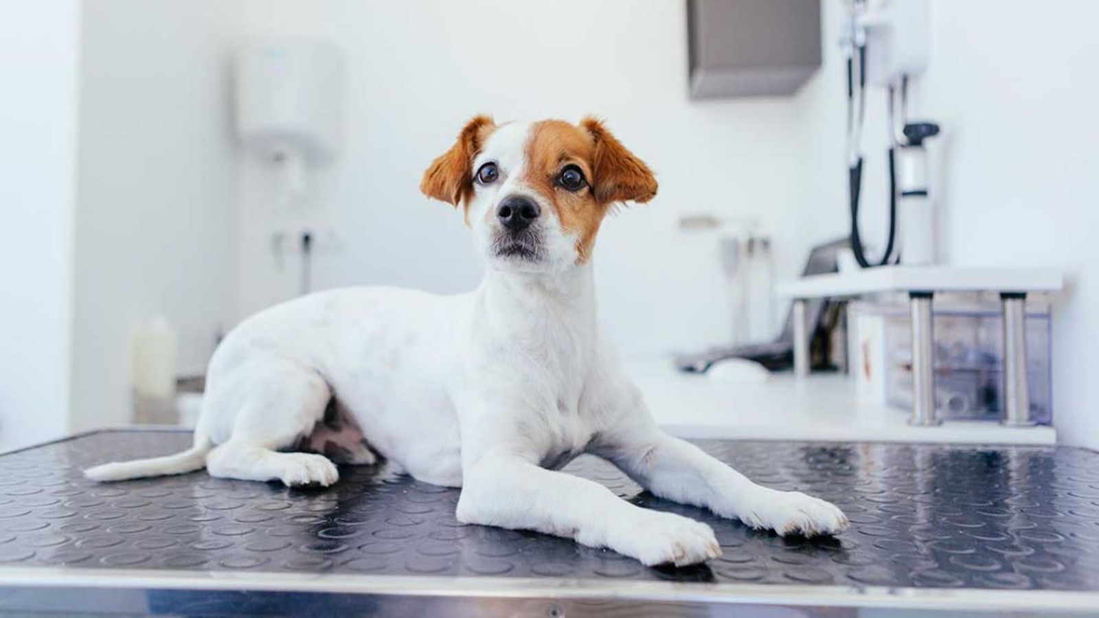 pancreatitis en perros ok