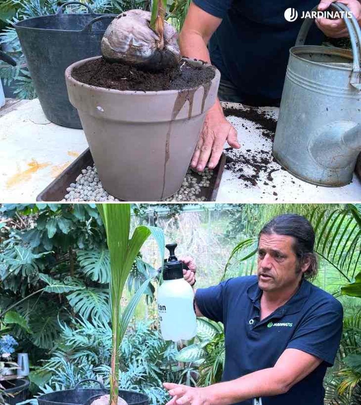 aumentar humedad ambiental para cocotero jardinatis 48