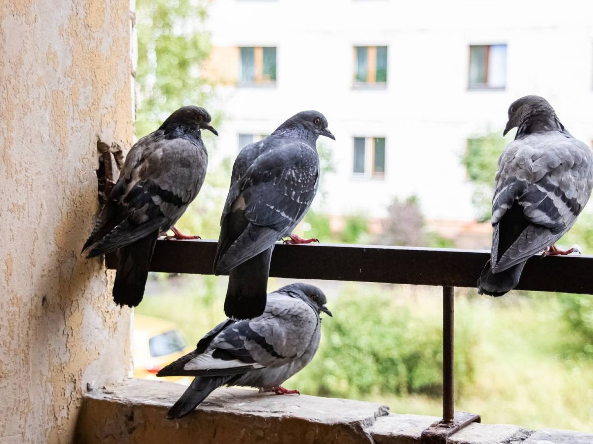Cambia los olores cada pocos días, puesto que se acostumbran rápido.