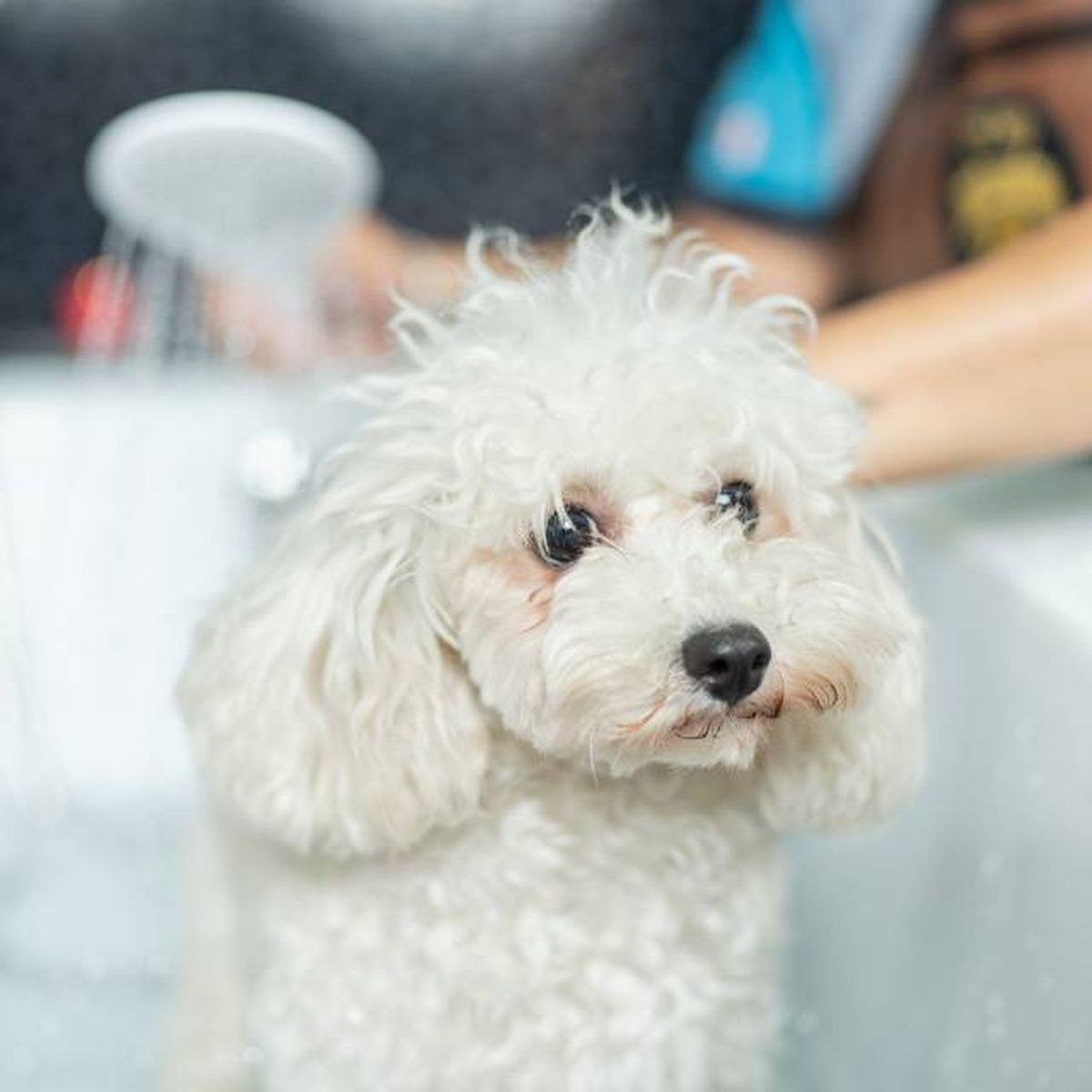 perros pelo blanco cuidados champu jabon especifico