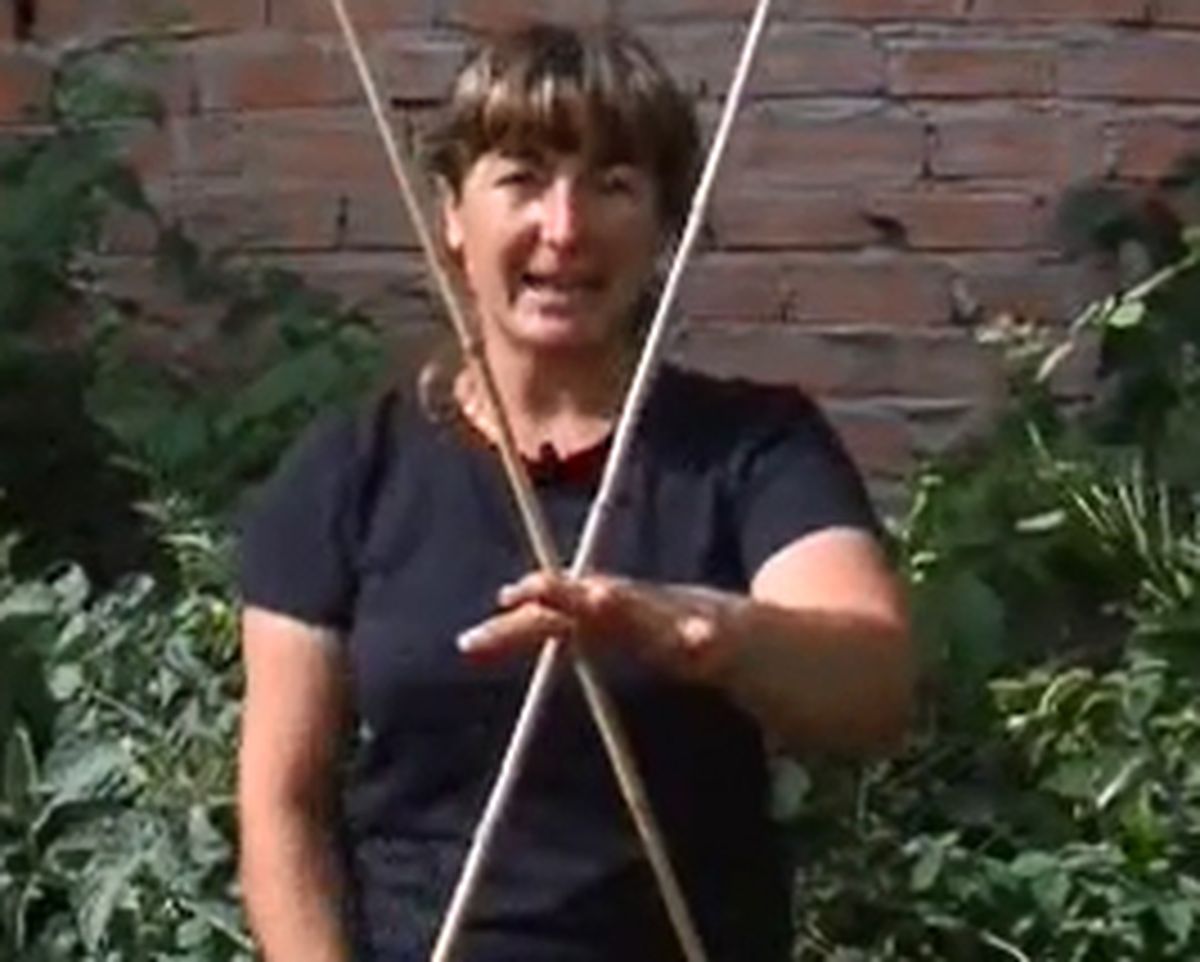 Entutorar tomatera   paso 1