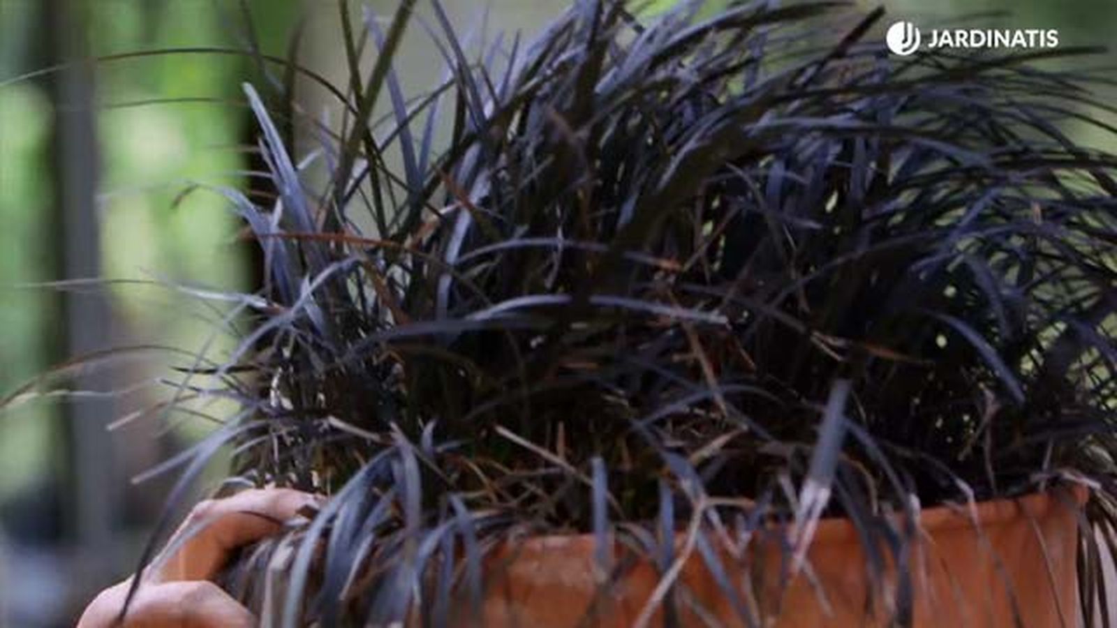 ophiopogon planiscapus nigrescens brico 916 ophiopogon planiscapus nigrescens brico 916