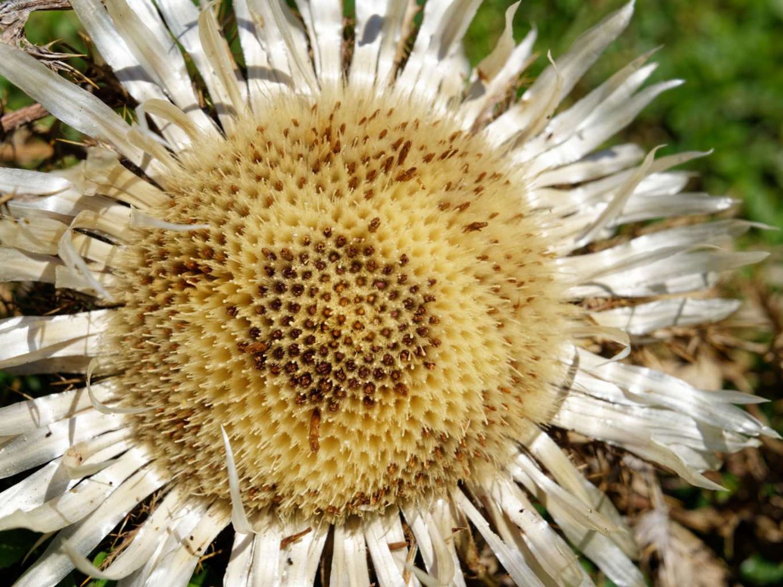 Carlina acaulis. Carlina acaulis.